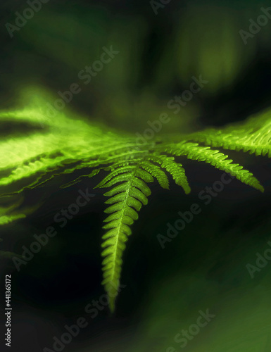 Zielone liście paproci w świetle ciemnego, parku. Naturalny wzór tekstury, tła. Może służyć jako obraz, tapeta.