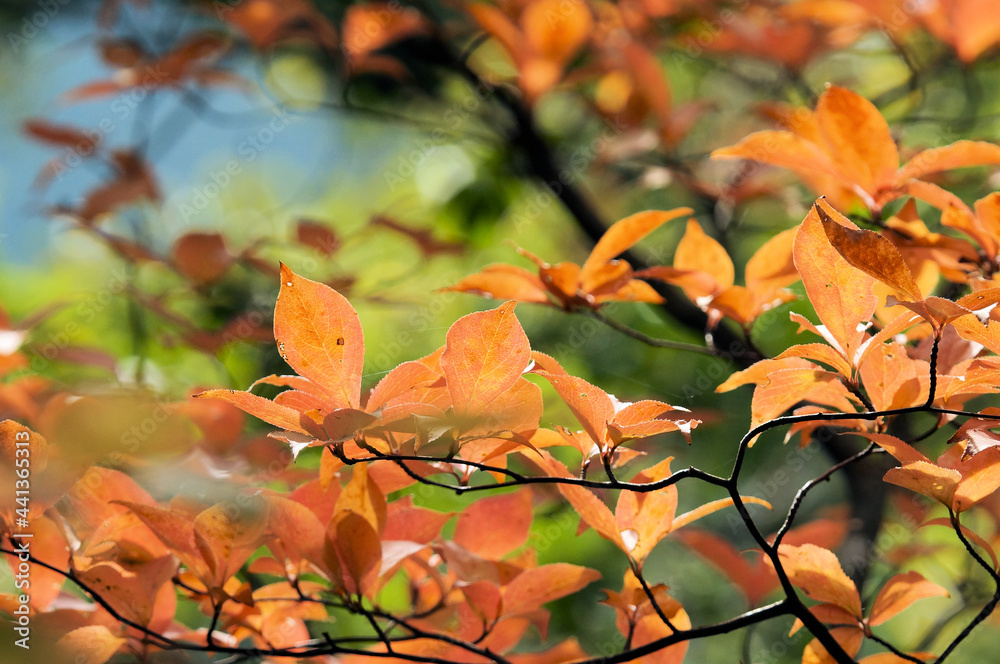 Fototapeta premium 色づく広葉樹の葉 紅葉 11月