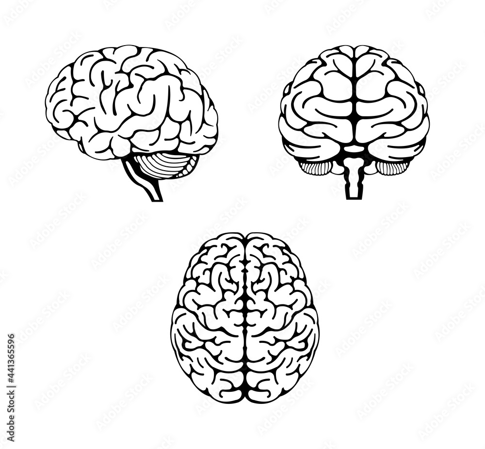 Vector illustration of human brain ( 3 angles set )