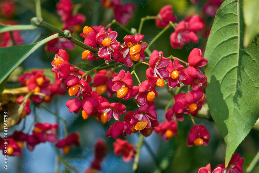 European Spindle (Euonymus europaea) in park, Moscow region, Russia European Spindle (Euonymus europaea) in park, Moscow region, Russia