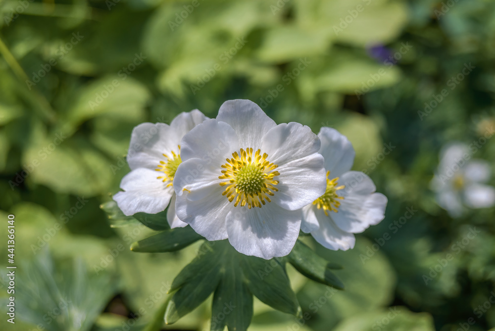Narcissus-flowered Anemone (Anemonastrum narcissiflorum) at Chowiet Island, Semidi Islands, Alaska, USA Narcissus-flowered Anemone (Anemonastrum narcissiflorum) at Chowiet Island, Semidi Islands, Alaska, USA