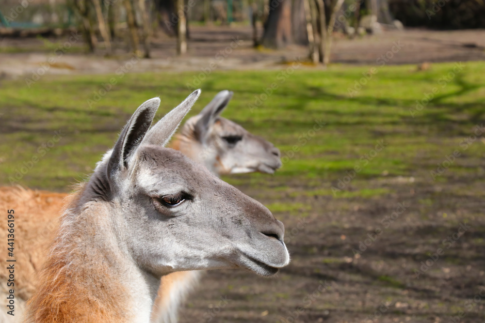 Close-up on beautiful llamas in the park.