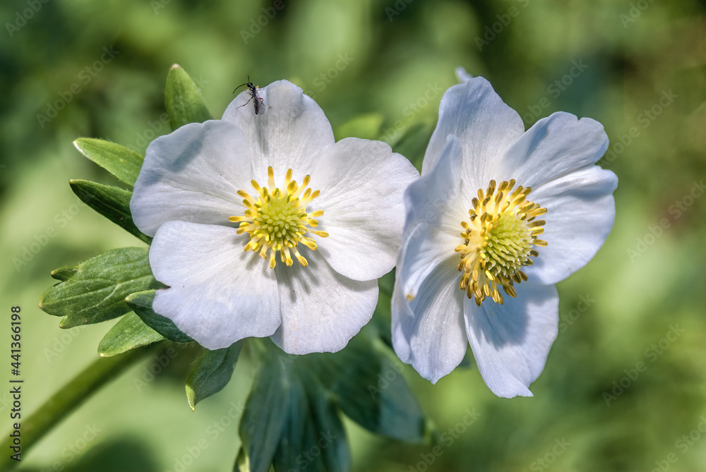 Narcissus-flowered Anemone (Anemonastrum narcissiflorum) at Chowiet Island, Semidi Islands, Alaska, USA Narcissus-flowered Anemone (Anemonastrum narcissiflorum) at Chowiet Island, Semidi Islands, Alaska, USA