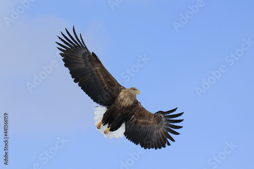 上空で獲物見つけて方向転換するオジロ鷲