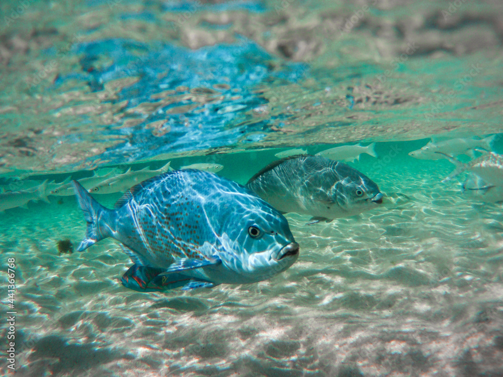 Fototapeta premium Blauer Fisch im Wasser