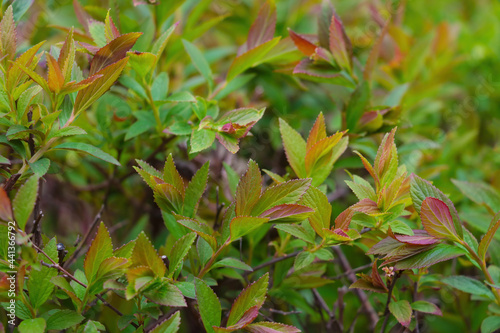 Young green branches of bushes in the park.