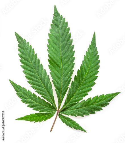 Cannabis leaf or hemp leaf isolated on white background. Close up.