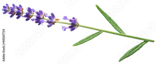 Lavandula or lavender on white background.