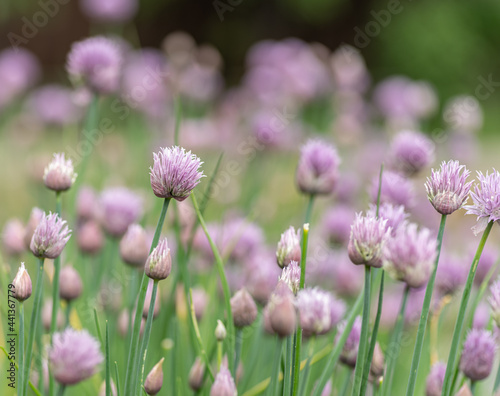 Allium blooming purple onion plant. Nature background.