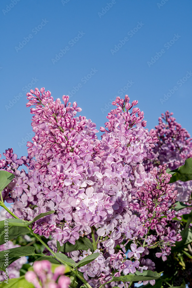 Common Lilac (Syringa vulgaris) in park, Central Russia Common Lilac (Syringa vulgaris) in park, Central Russia