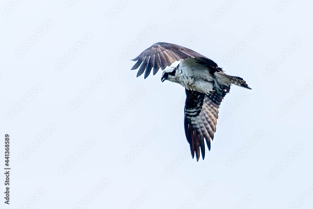 Fototapeta premium Osprey