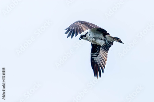 Osprey © Dave