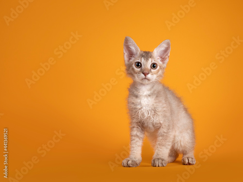 Konstfotografi Cute LaPerm cat kitten, sitting up, standing facing front