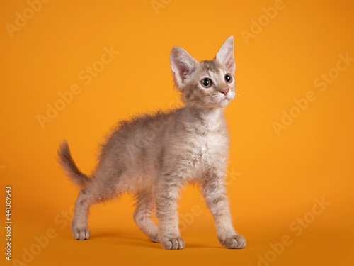 Fotografie Cute LaPerm cat kitten, sitting up, standing side ways