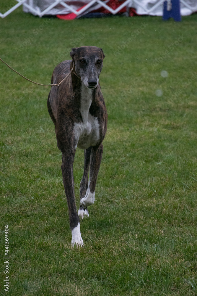 Grey Hound walking in show ring at a dog show