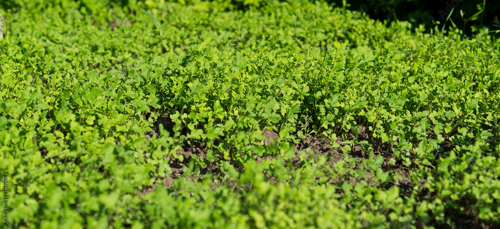 A bed with green shoots