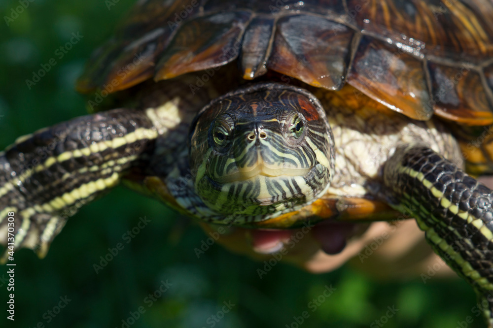 Red-eared turtle in the palm of your hand Red-eared turtle in the palm of your hand