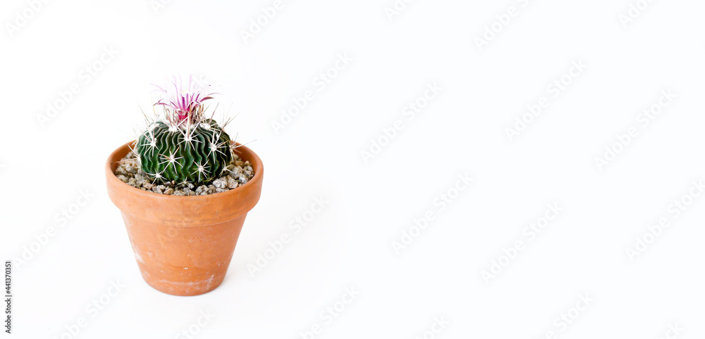 A single flowering cactus Echinofossulocactus multicostatus with pink flower in a terracotta pot side view long A single flowering cactus Echinofossulocactus multicostatus with pink flower in a terracotta pot side view long