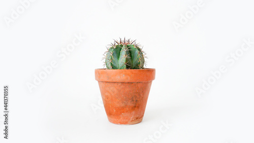 Single cactus Melocactus zaureus in a terracotta pot side view