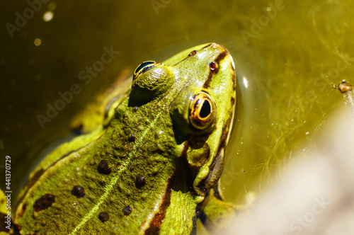 Portrait of a Common Water Frog at the Edge of the Basin. photo