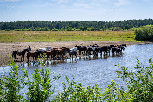 Natural summer landscape, herd of horses in a pasture near the river, sunny day, woodland