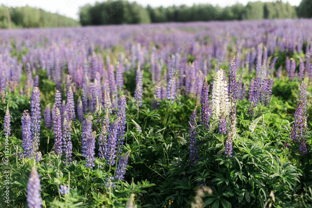 Obraz premium sunset on a field covered with flowering lupines in spring or at the beginning of the summer season. Field of lupins. Colorful purple and white lupines. Beautiful sunset. Lupin is in full bloom. A bun