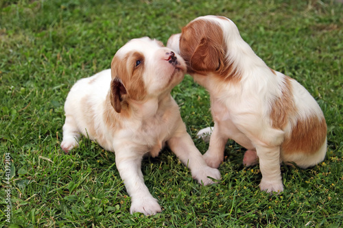 zwei hundewelpen sitzen auf dem rasen photo