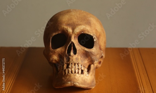 front view of human skull anotomy with room for text