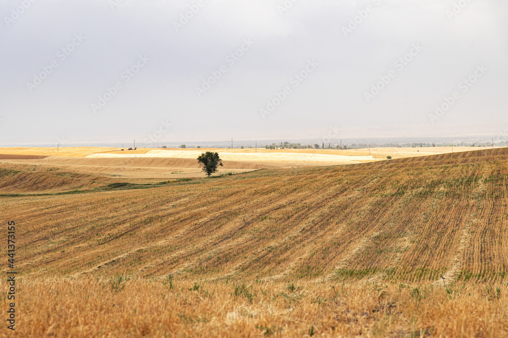 Obraz premium endless yellow field and tree