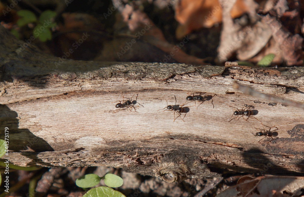 Fototapeta premium Forest ants crawl along the branch.