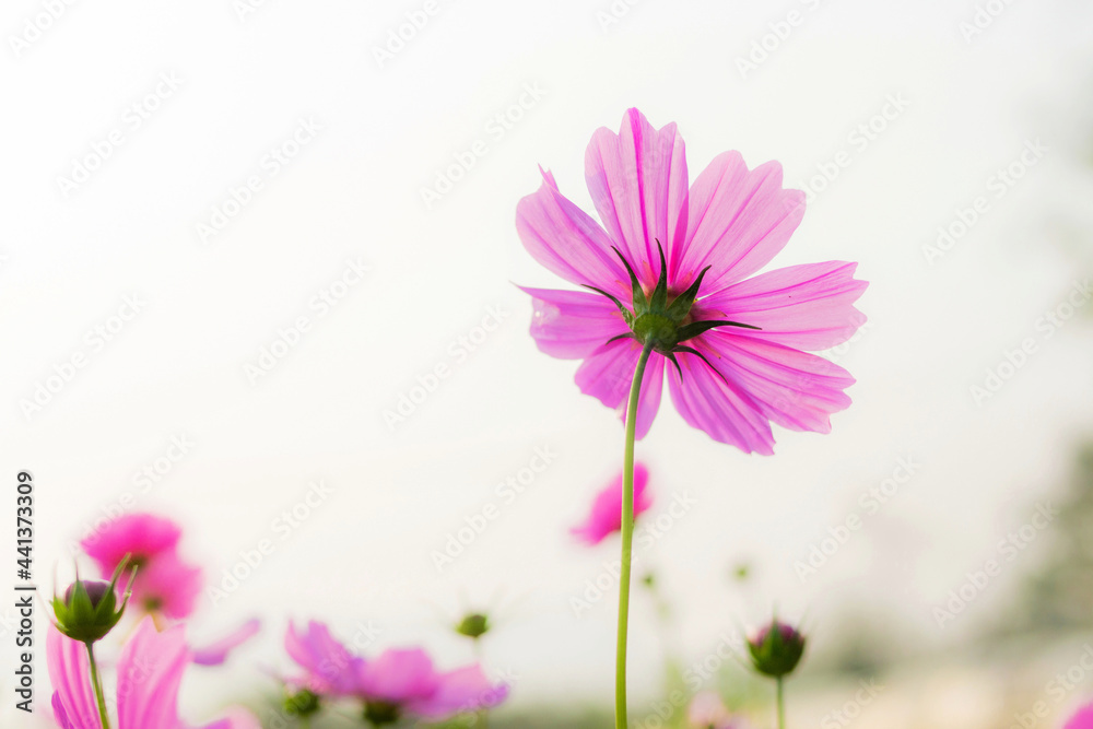pink cosmos flower in the garden pink cosmos flower in the garden