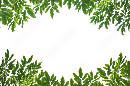 Frame of green leaves isolated on white background.