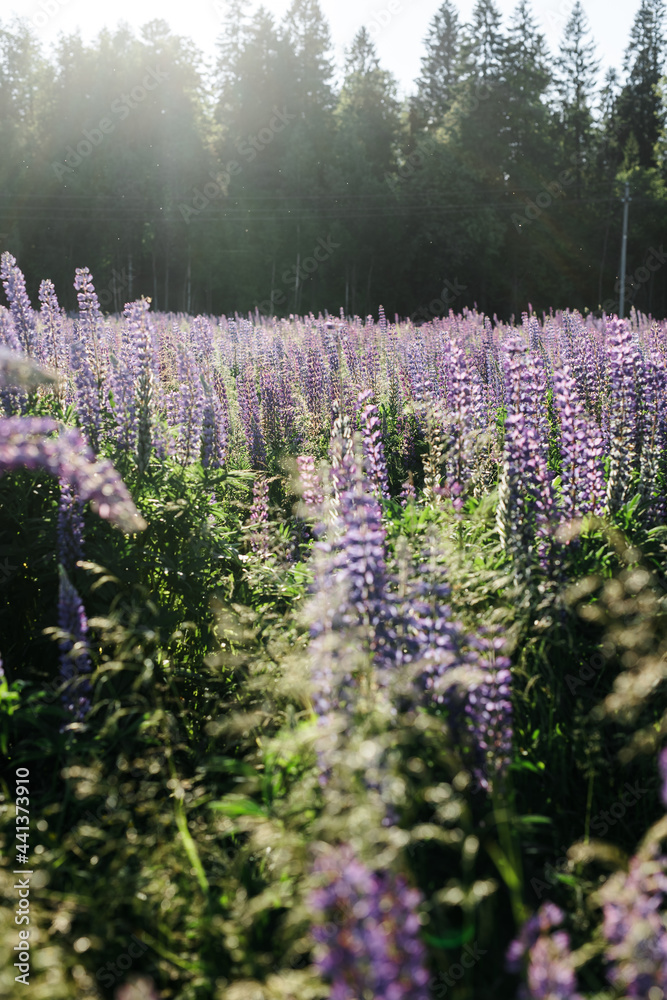 Obraz premium sunset on a field covered with flowering lupines in spring or at the beginning of the summer season. Field of lupins. Colorful purple and white lupines. Beautiful sunset. Lupin is in full bloom. A bun