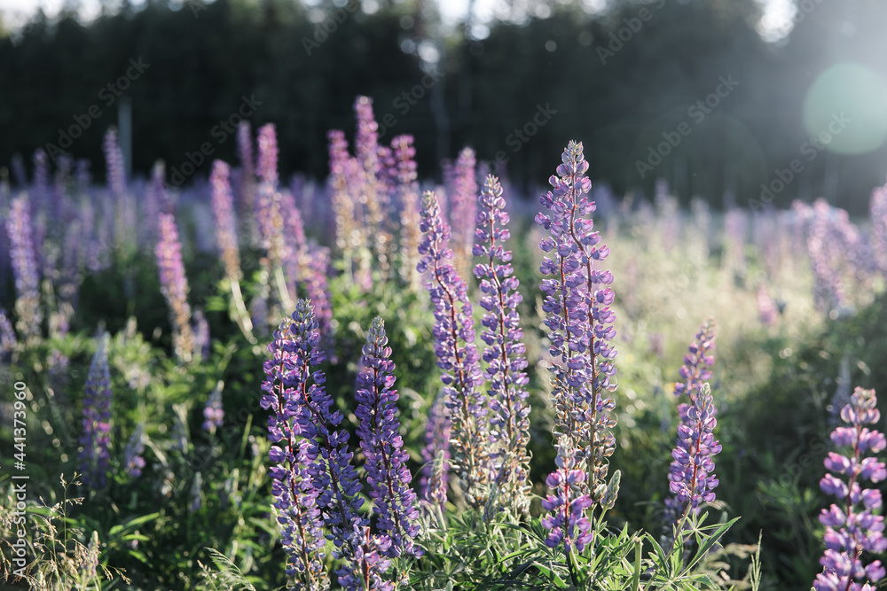 Obraz premium sunset on a field covered with flowering lupines in spring or at the beginning of the summer season. Field of lupins. Colorful purple and white lupines. Beautiful sunset. Lupin is in full bloom. A bun