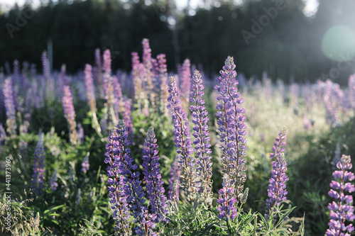 sunset on a field covered with flowering lupines in spring or at the beginning of the summer season. Field of lupins. Colorful purple and white lupines. Beautiful sunset. Lupin is in full bloom. A bun