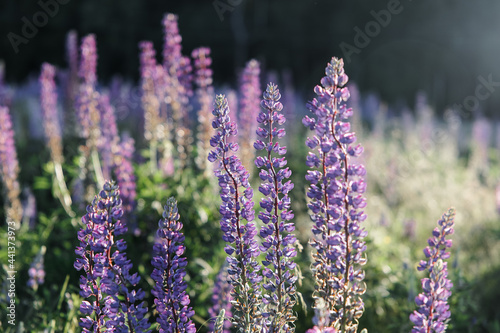 Fototapeta Naklejka Na Ścianę i Meble -  sunset on a field covered with flowering lupines in spring or at the beginning of the summer season. Field of lupins. Colorful purple and white lupines. Beautiful sunset. Lupin is in full bloom. A bun