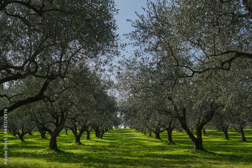 Olive tree plantation. Plantation of vegetable trees. The rays of the sun through the trees. Traditional plantation of olive trees in Italy. Trees in a row. Ripe olive plantations.