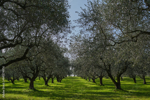 Olive tree plantation. Plantation of vegetable trees. The rays of the sun through the trees. Traditional plantation of olive trees in Italy. Trees in a row. Ripe olive plantations.