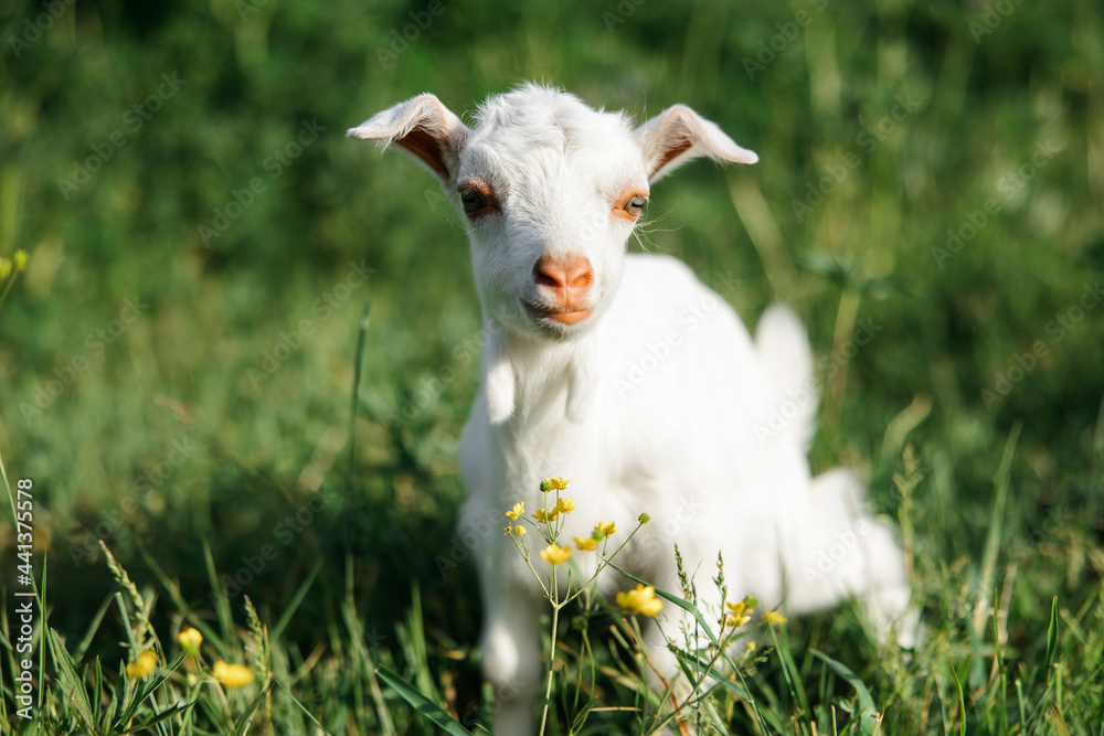 A little goat eats green grass in a field. A goat in a meadow. A white baby goat is sniffing the green grass outside in an animal shelter, a cute and adorable little baby goat. Lupin field in summer. A little goat eats green grass in a field. A goat in a meadow. A white baby goat is sniffing the green grass outside in an animal shelter, a cute and adorable little baby goat. Lupin field in summer.