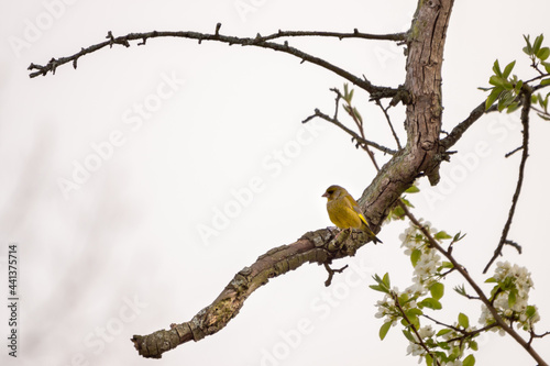 Vogel auf Ast