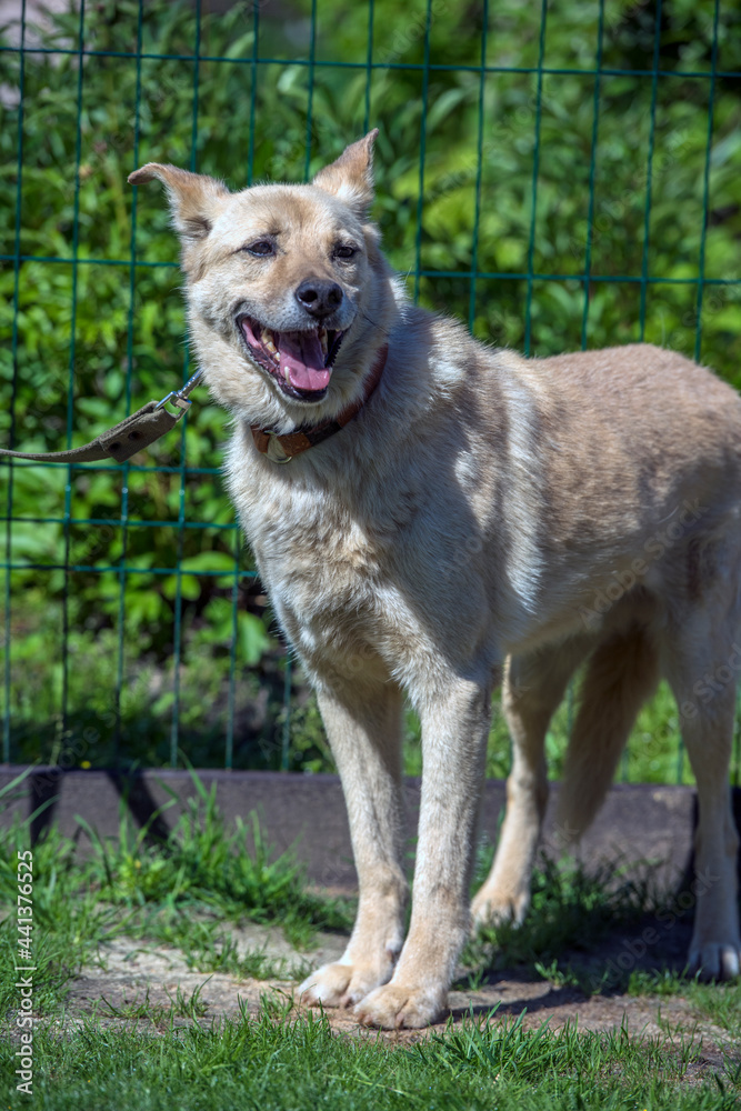 beige mongrel dog on a leash against a background of greenery in summer