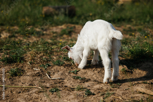 A little goat eats green grass in a field. A goat in a meadow. A white baby goat is sniffing the green grass outside in an animal shelter, a cute and adorable little baby goat. Lupin field in summer.  photo