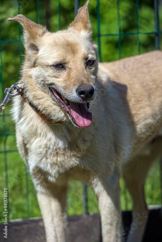 beige mongrel dog on a leash against a background of greenery in summer © Evdoha