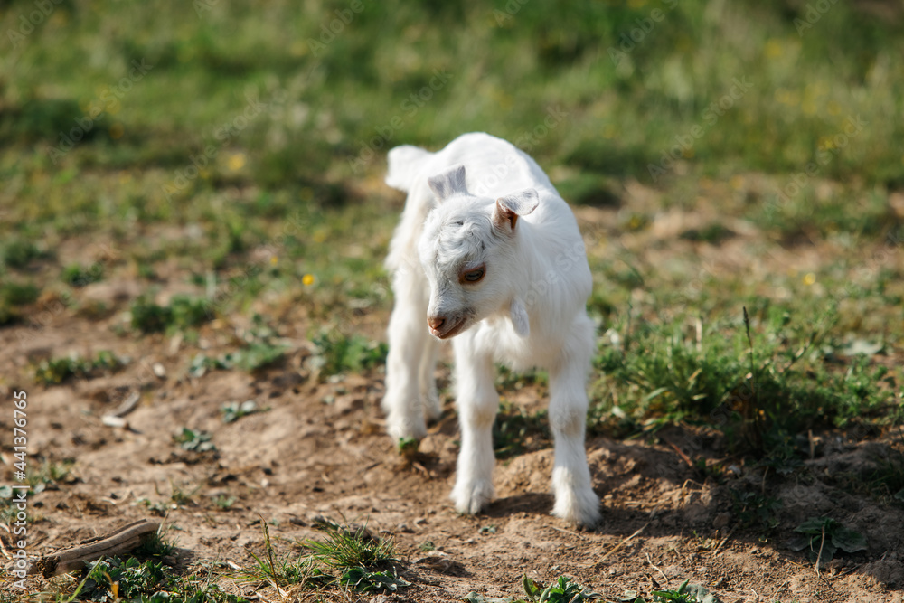 A little goat eats green grass in a field. A goat in a meadow. A white baby goat is sniffing the green grass outside in an animal shelter, a cute and adorable little baby goat. Lupin field in summer. A little goat eats green grass in a field. A goat in a meadow. A white baby goat is sniffing the green grass outside in an animal shelter, a cute and adorable little baby goat. Lupin field in summer.