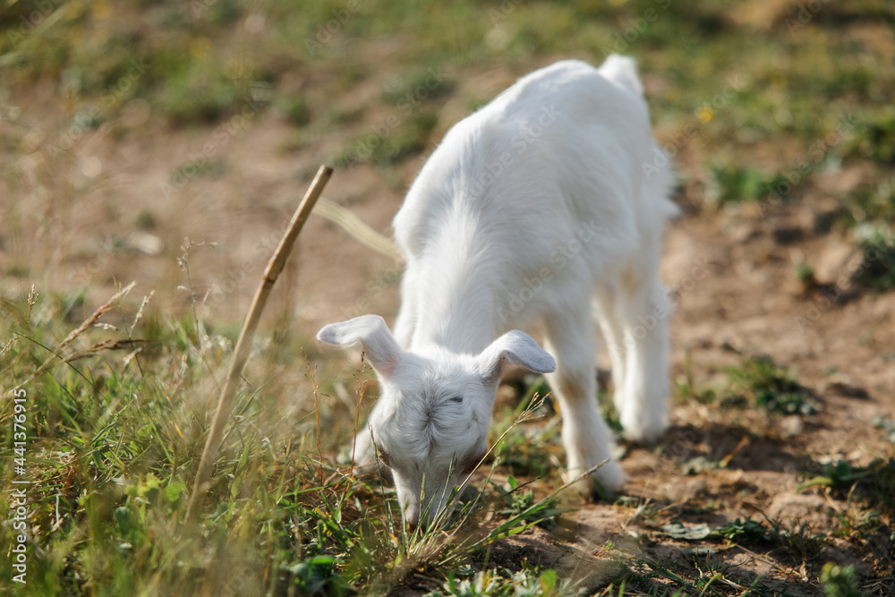 Obraz premium A little goat eats green grass in a field. A goat in a meadow. A white baby goat is sniffing the green grass outside in an animal shelter, a cute and adorable little baby goat. Lupin field in summer. 