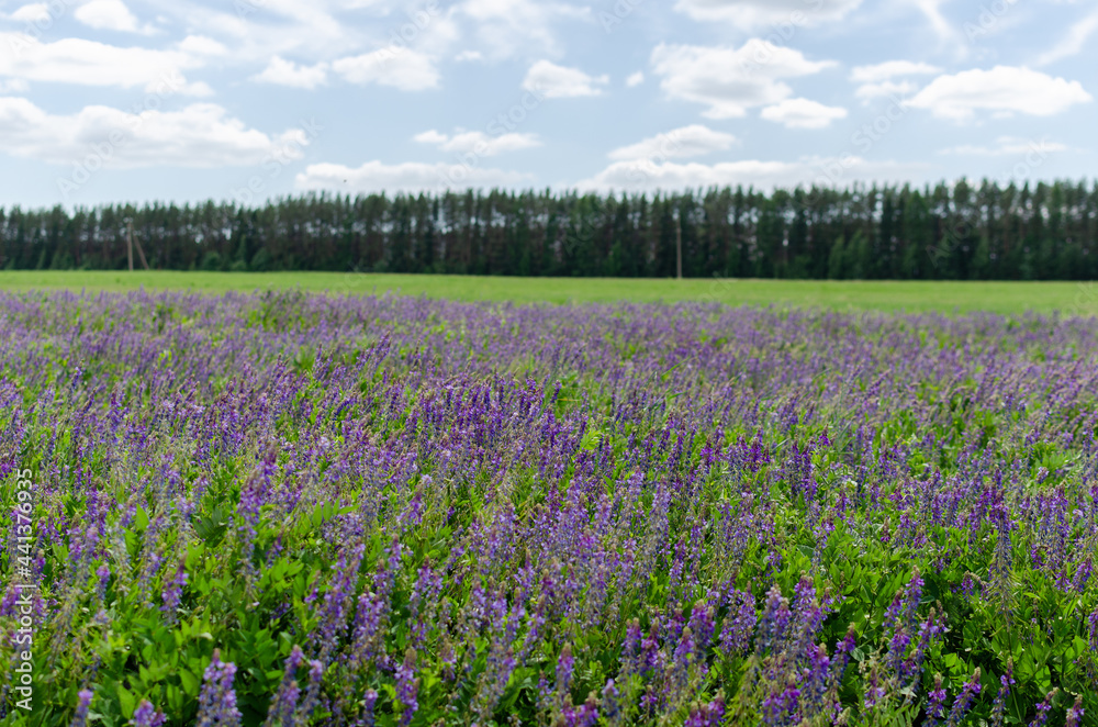 blue lupins growing in the field