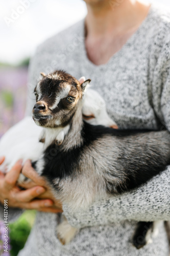 a male farmer holds two goats in his arms. a small goat is white and brown. Lupine field in summer. The concept of a summer countryside. Close to outdoor recreation. photo