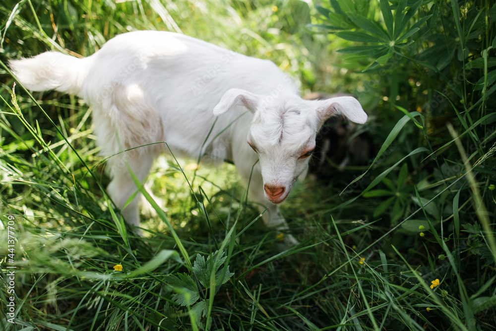 A little goat eats green grass in a field. A goat in a meadow. A white baby goat is sniffing the green grass outside in an animal shelter, a cute and adorable little baby goat. Lupin field in summer. A little goat eats green grass in a field. A goat in a meadow. A white baby goat is sniffing the green grass outside in an animal shelter, a cute and adorable little baby goat. Lupin field in summer.
