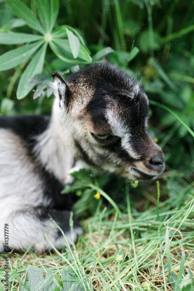A little goat eats green grass in a field. A goat in a meadow. A white baby goat is sniffing the green grass outside in an animal shelter, a cute and adorable little baby goat. Lupin field in summer. A little goat eats green grass in a field. A goat in a meadow. A white baby goat is sniffing the green grass outside in an animal shelter, a cute and adorable little baby goat. Lupin field in summer.