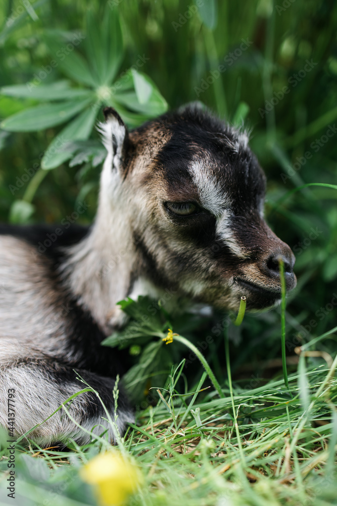 A little goat eats green grass in a field. A goat in a meadow. A white baby goat is sniffing the green grass outside in an animal shelter, a cute and adorable little baby goat. Lupin field in summer. A little goat eats green grass in a field. A goat in a meadow. A white baby goat is sniffing the green grass outside in an animal shelter, a cute and adorable little baby goat. Lupin field in summer.